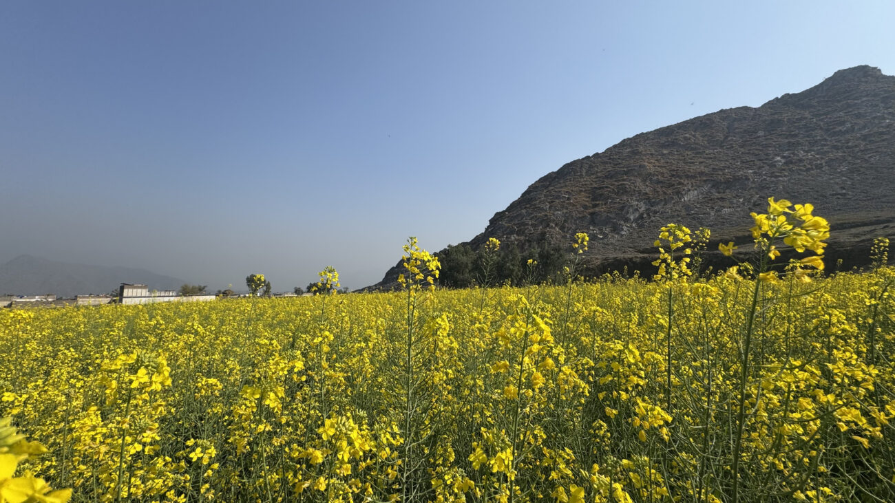 Mustard fields in Mardan Swabi KPK Pakistan