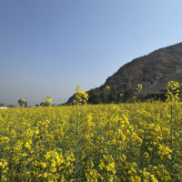 Mustard fields in Mardan Swabi KPK Pakistan
