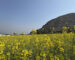 Mustard fields in Mardan Swabi KPK Pakistan