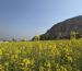 Mustard fields in Mardan Swabi KPK Pakistan
