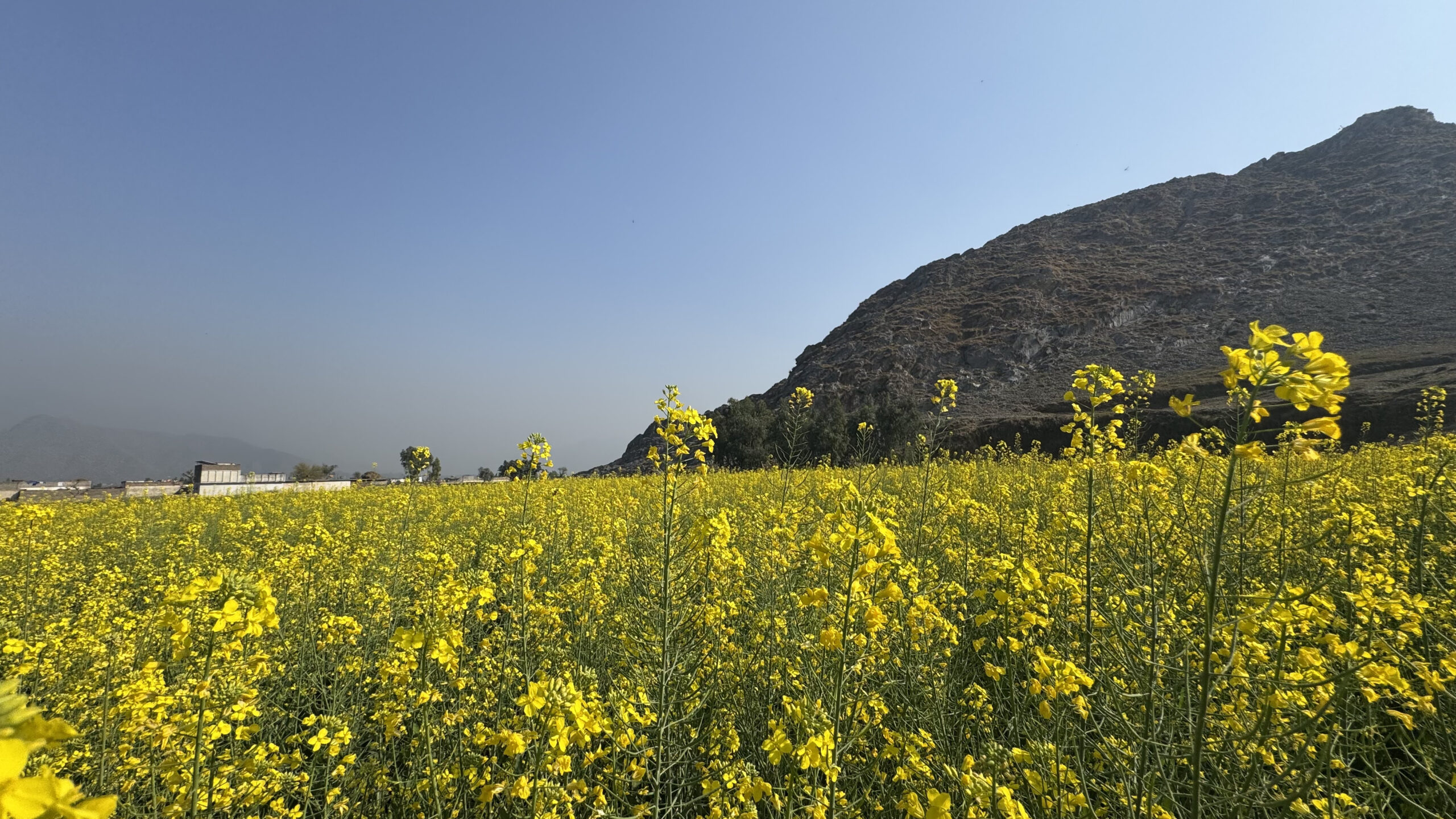 Mustard fields in Mardan Swabi KPK Pakistan