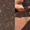 Mustard seed selection quality check