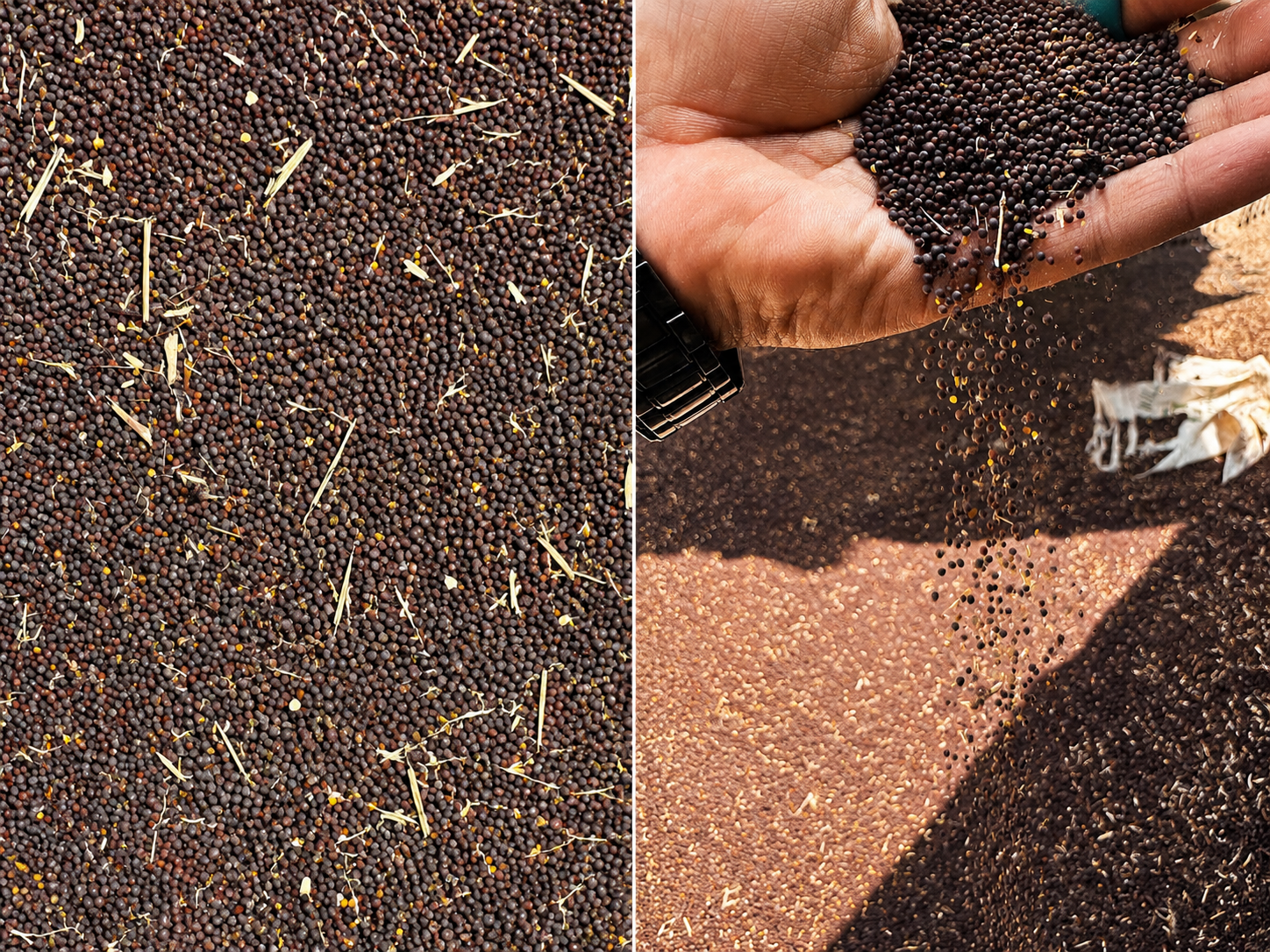 Mustard seed selection quality check